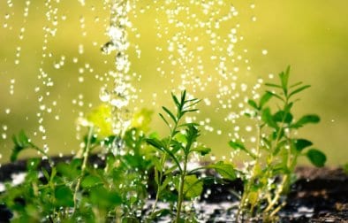 Dažďová voda a jej pozitívne účinky rastlinkám len prospievajú.