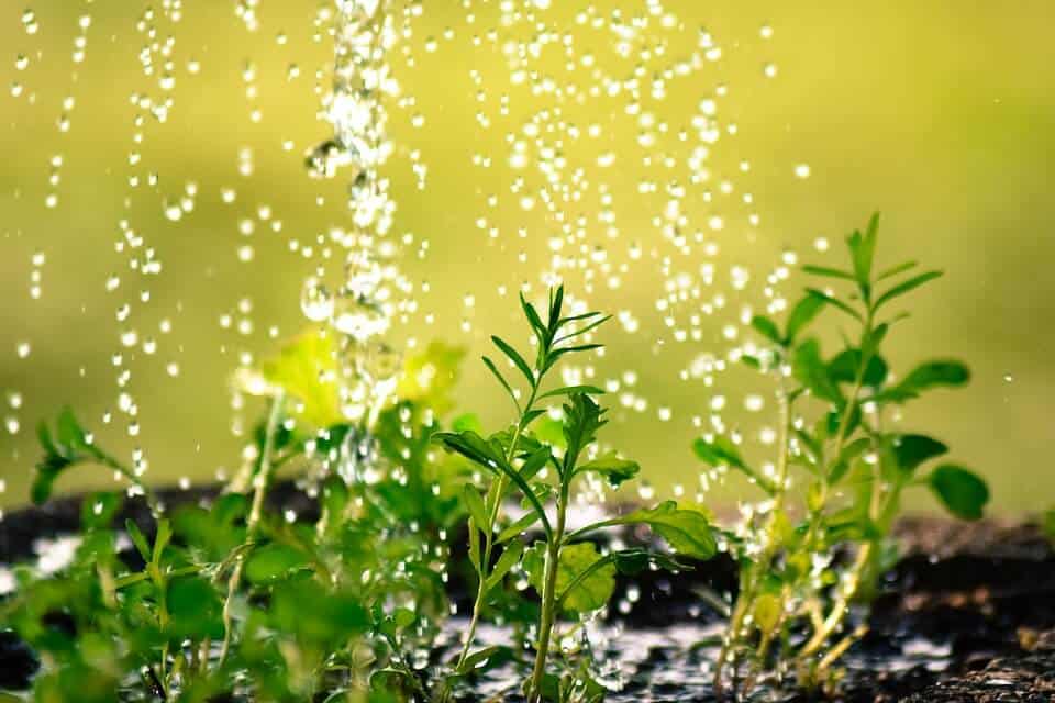 Dažďová voda a jej každodenné využitie - Rain plants - Dažďová voda a jej každodenné využitie