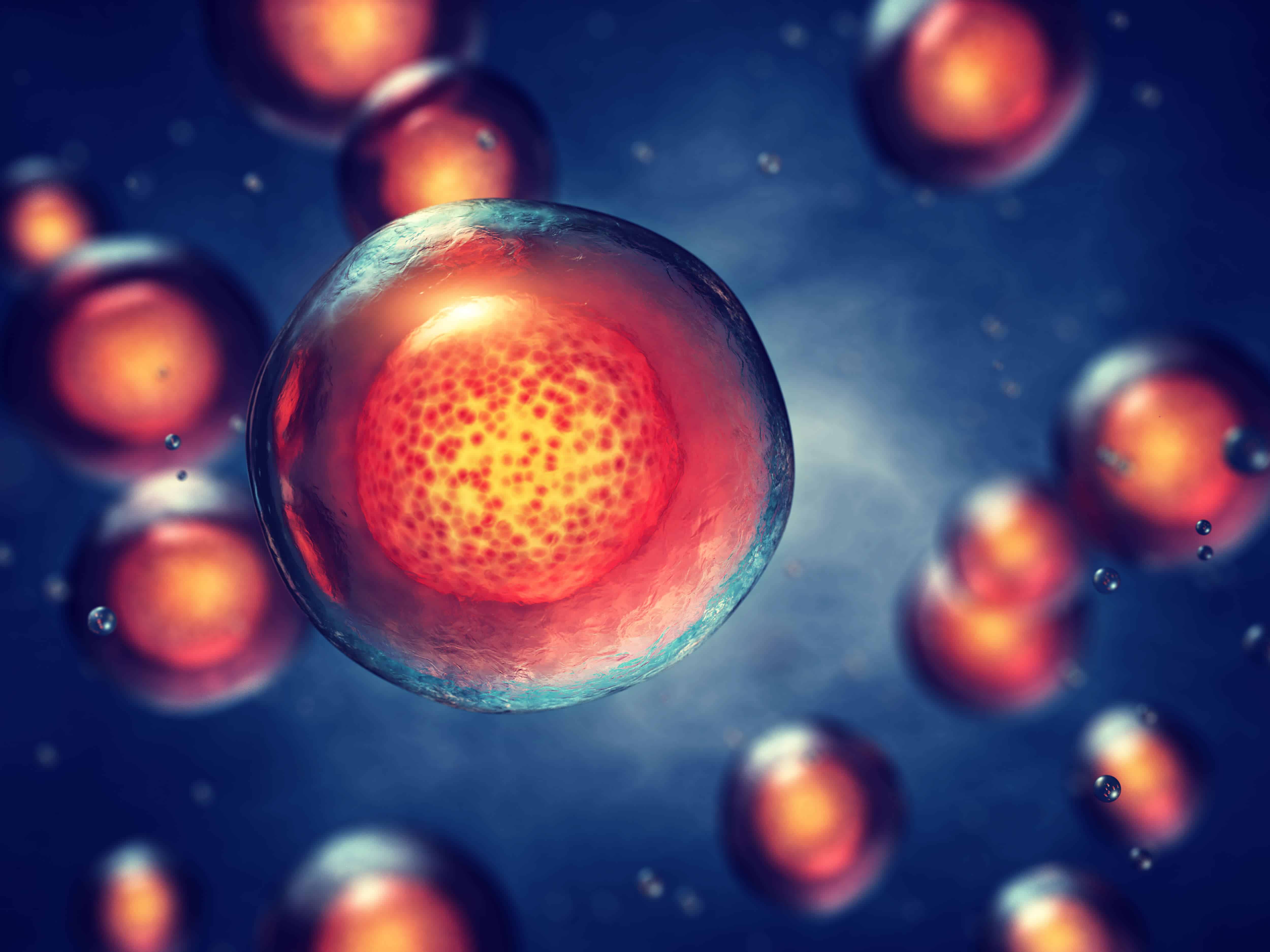 Ako fungujú kmeňové bunky? - mmt06 - Ako fungujú kmeňové bunky?