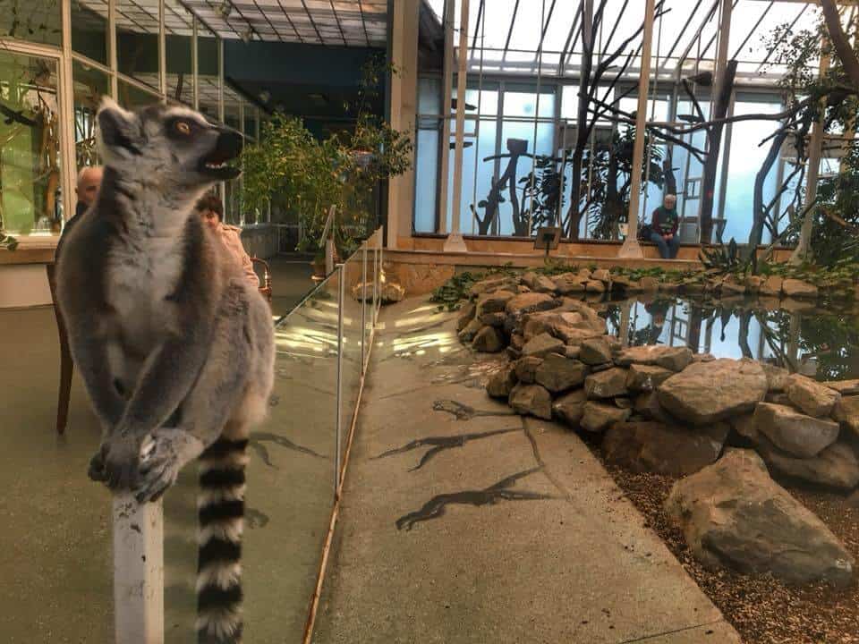 Návšteva Zoo v Budapešti je zážitkom na celý život - lemur zoo budape - Návšteva Zoo v Budapešti je zážitkom na celý život