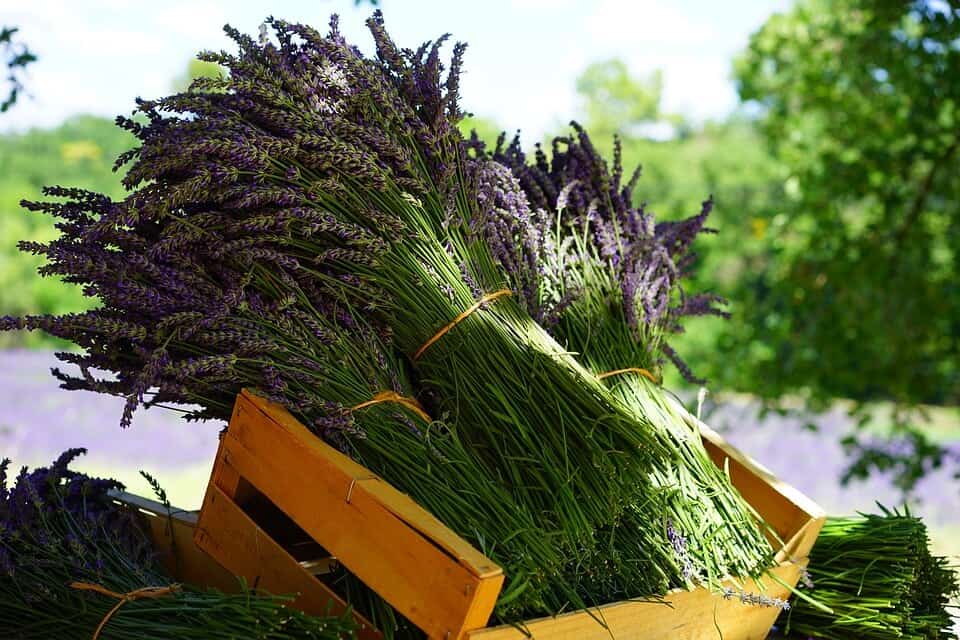 Zbierame bylinky – Ako na to? - lavender 1595608 960 720 - Zbierame bylinky – Ako na to?