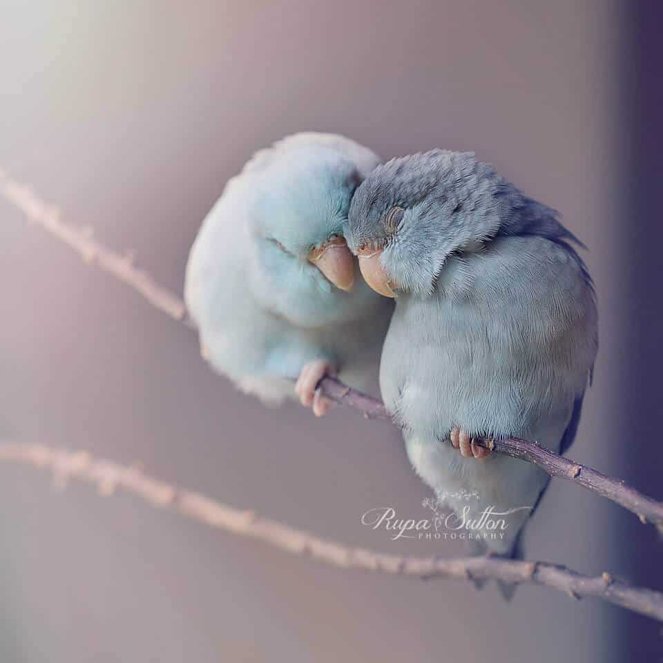 Najkrajší príbeh lásky dvoch papagájikov dojíma svet - il fullxfull - Najkrajší príbeh lásky dvoch papagájikov dojíma svet