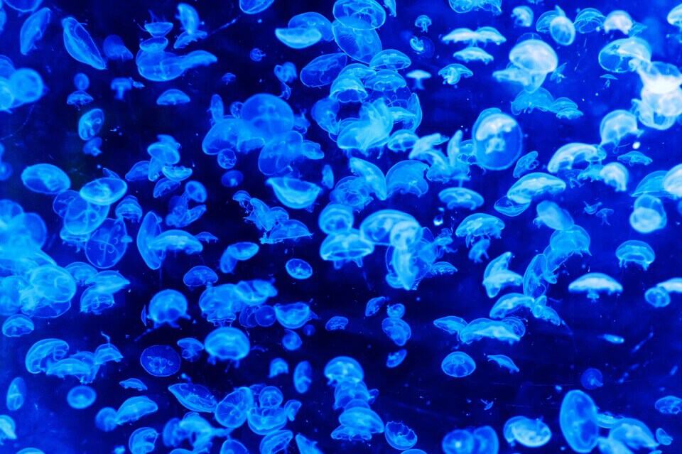 Popŕhlenie medúzou môže znepríjemniť krásnu dovolenku v exotike - zviera med  za more - Popŕhlenie medúzou môže znepríjemniť krásnu dovolenku v exotike
