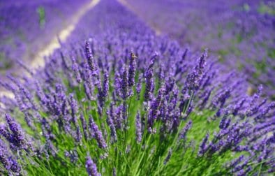 lavender-field-1595587_1920