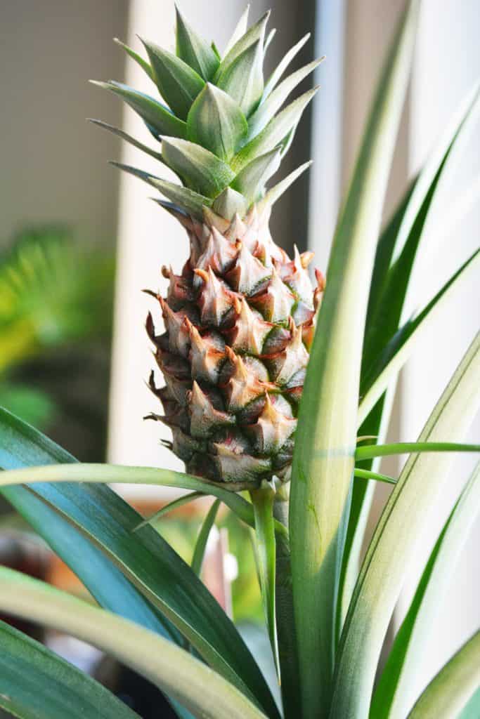 chrápanie - close up photo of pineapple 1719487 683x1024 - Zúfalé polovičky chrápajúcich partnerov možno zachráni vyšľachtená rastlinka ananásu, tvrdia vedci z NASA