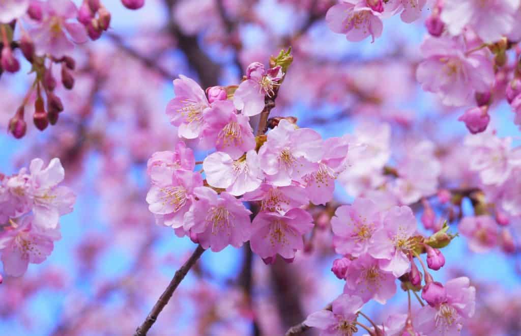 máj - cherry blossom 1317308 1920 1024x660 - Poznáte tradície, ktoré sa spájajú s májom &#8211; lásky časom?