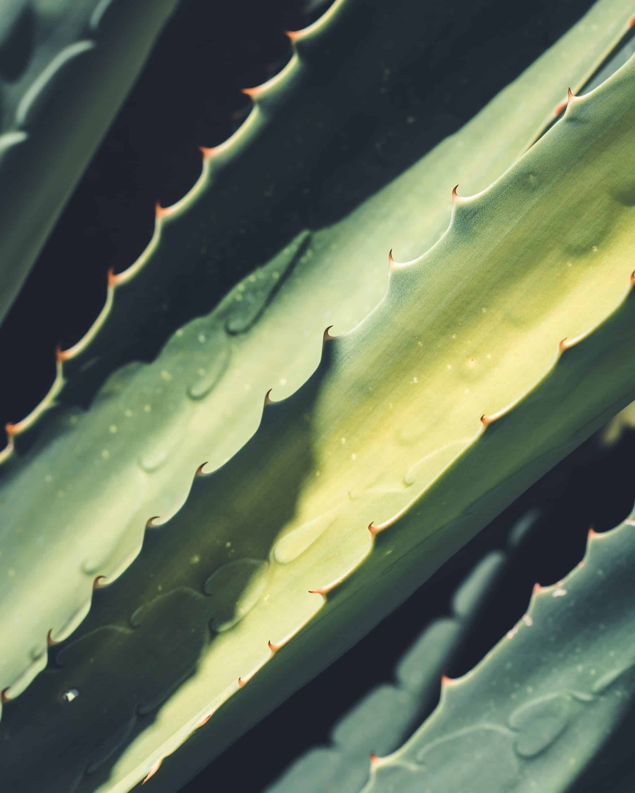 aloe vera - miguel bruna FPhfi9O qqI unsplash scaled - Liečivé účinky Aloe vera