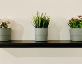 4 tipy prečo pestovať izbové rastliny