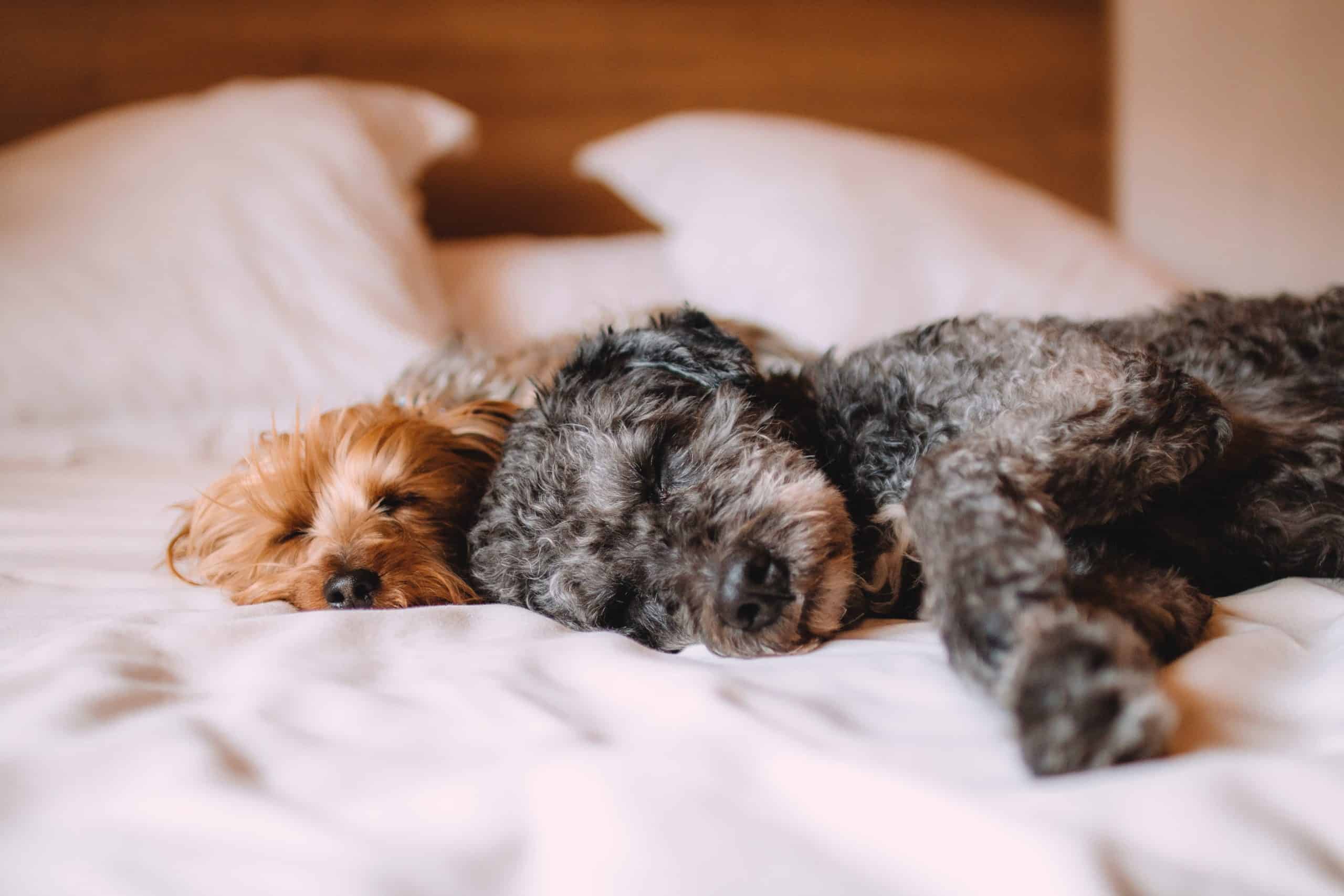 spánok - bed animal dog dogs 57627 scaled - Doprajte si kvalitný spánok vďaka týmto tipom