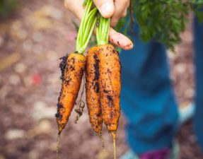 Výhody konzumácie mrkvy