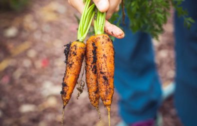 Výhody konzumácie mrkvy