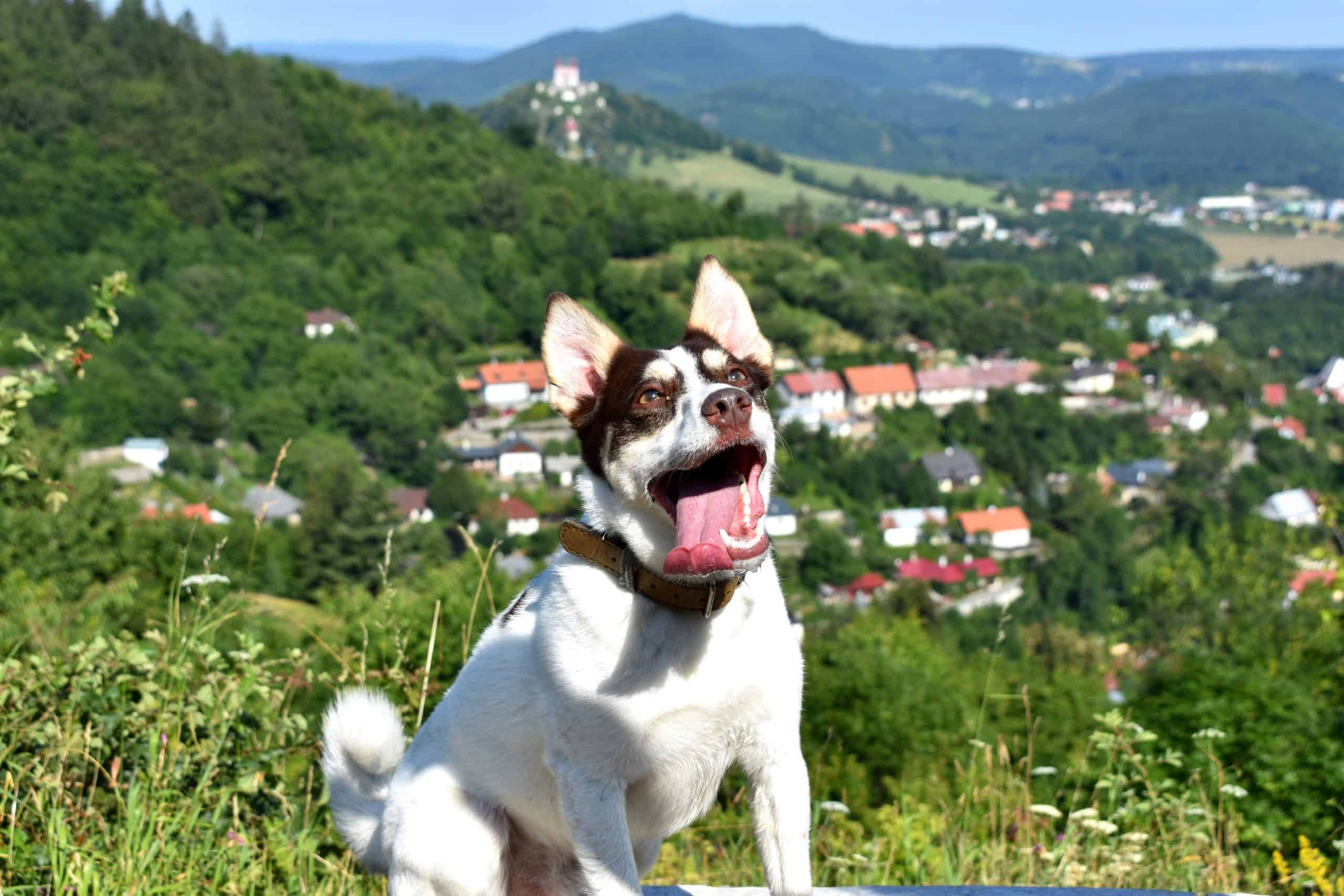 banska stiavnica - DSC 0348 scaled - Pešo so psom – Banská Štiavnica