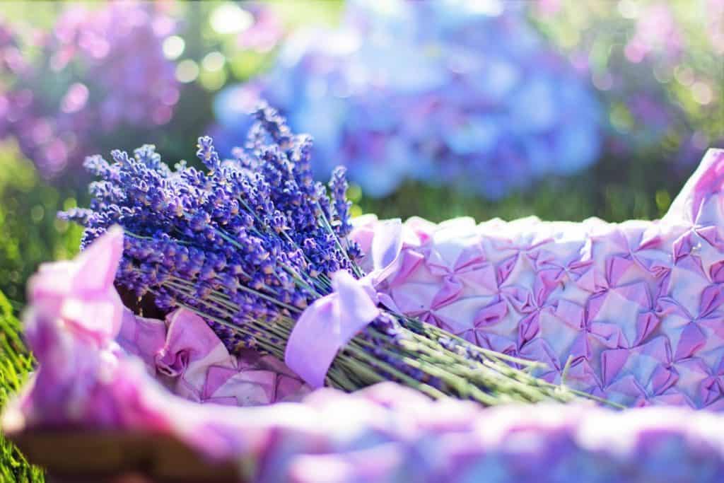 levandula - lavender 2482372 1920 1024x683 - Magická levanduľa je zaručeným pomocníkom pre zdravie a domácnosť