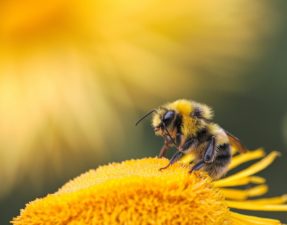 Včela - náš najdôležitejší opeľovač