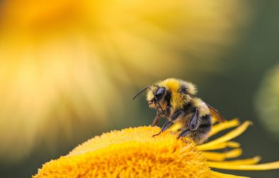 Včela - náš najdôležitejší opeľovač