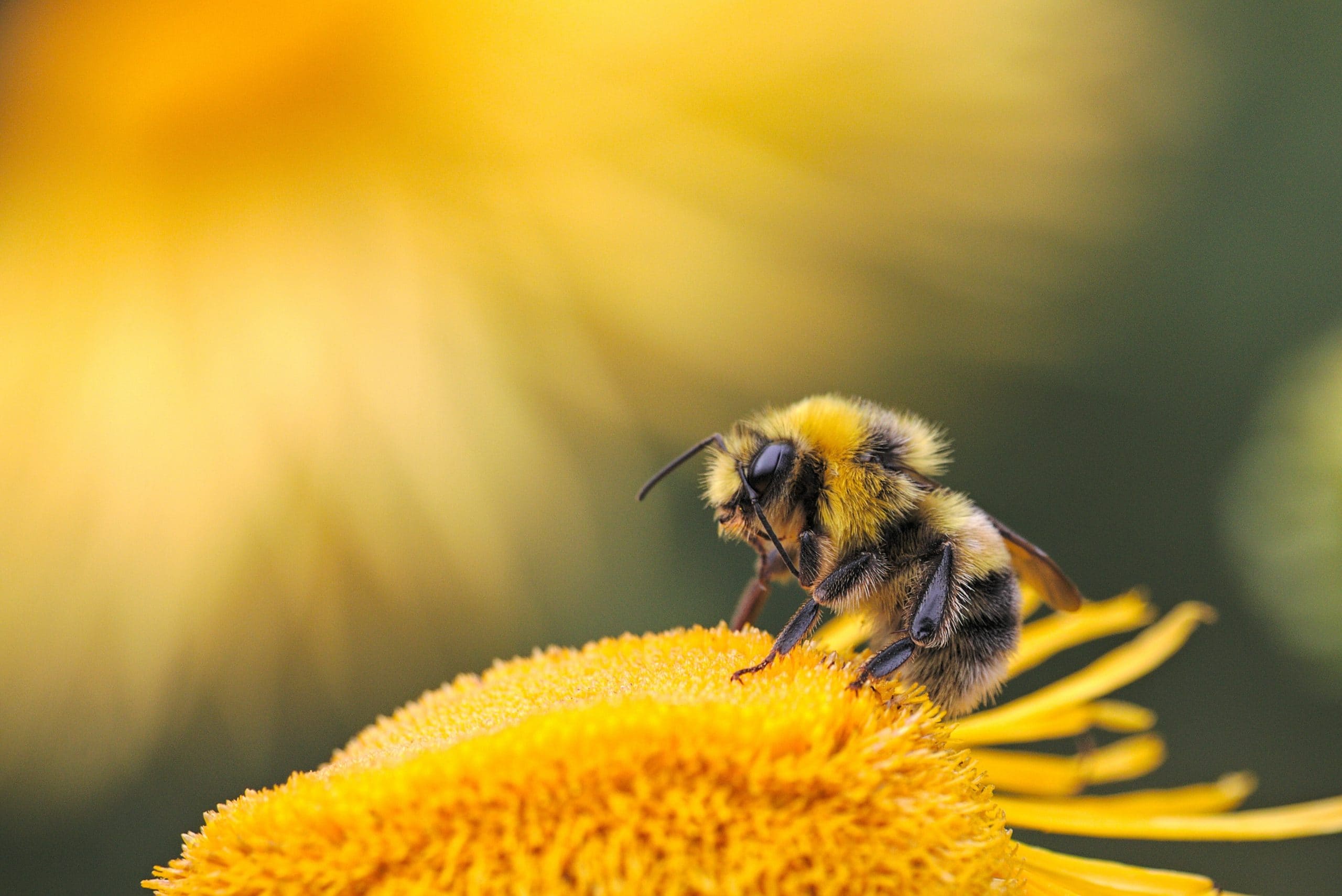 včely - dmitry grigoriev yxXpjF RrnA unsplash scaled - Čo by bolo, keby včely neboli