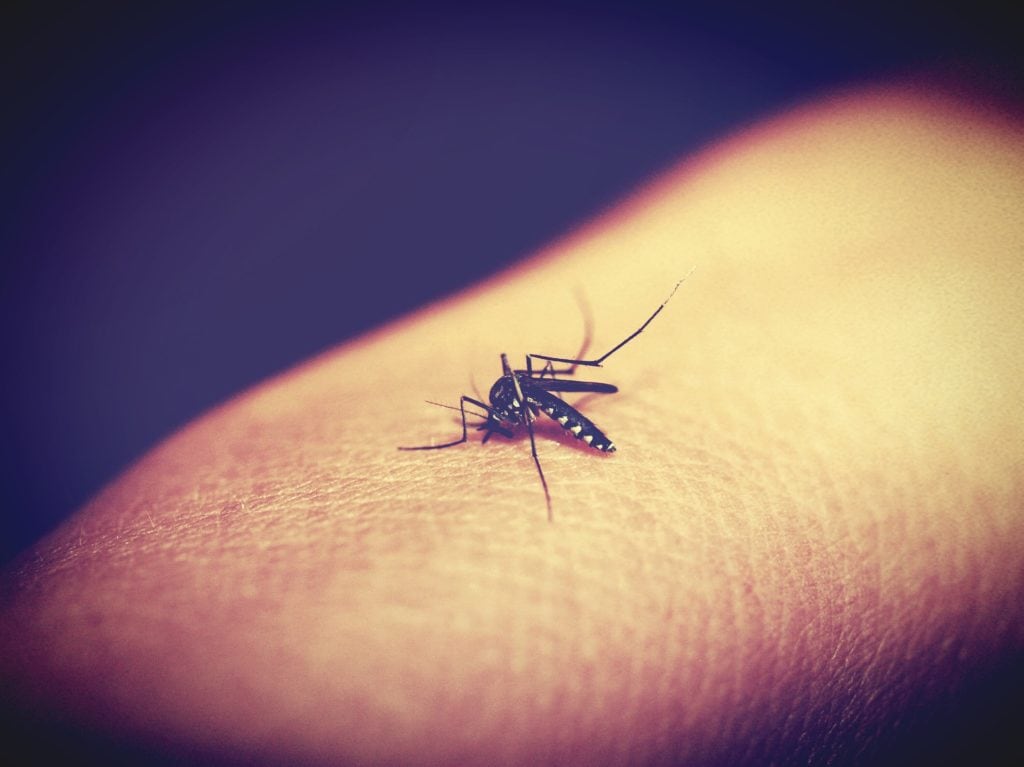 komare - animal 931570 1920 1024x767 - Komáre si vyberajú ľudí podľa krvnej skupiny a iných faktorov