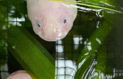 Axolotl zaujme svojim vzhľadom aj úžasnou schopnosťou regenerácie.
