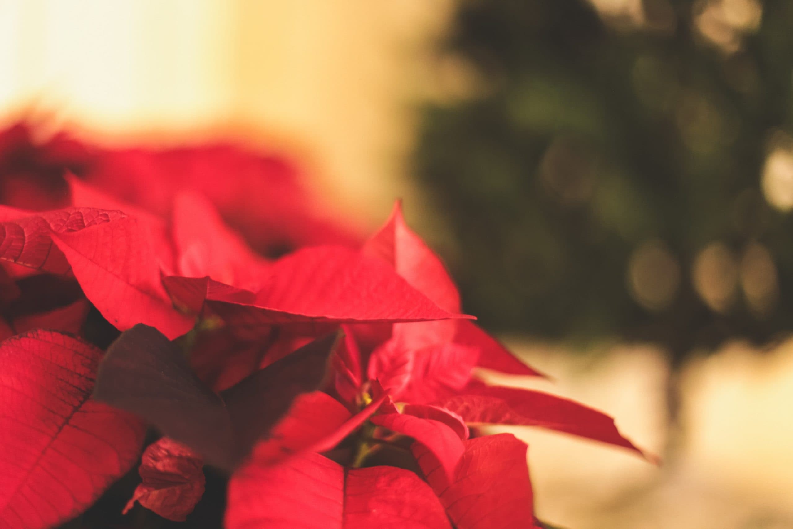 vianocna ruza - jessica fadel brODmb1y0sY unsplash scaled - Ako sa starať o vianočnú ružu, aby vydržala aj po Vianociach